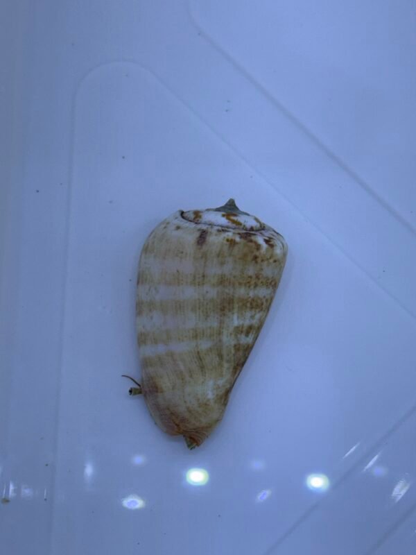 Strawberry conch