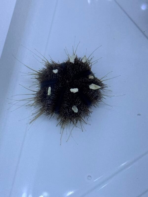 img_0542 Tuxedo urchin