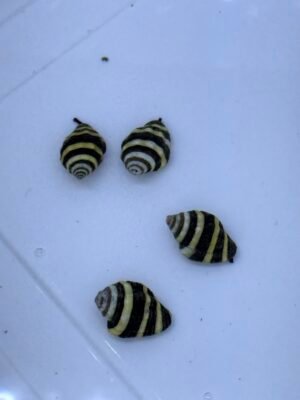 Bumblebee snails