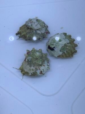 Spiny astrea snail