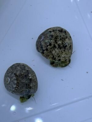 Turban snails