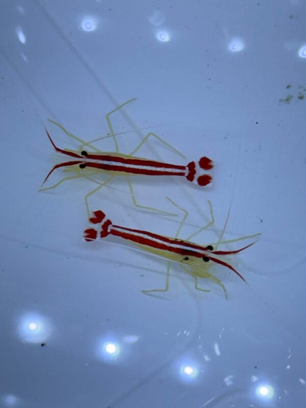 Cleaner shrimp