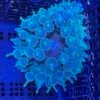 Green bubble tip anemone