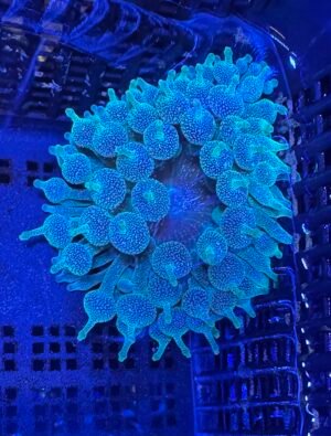 Green bubble tip anemone