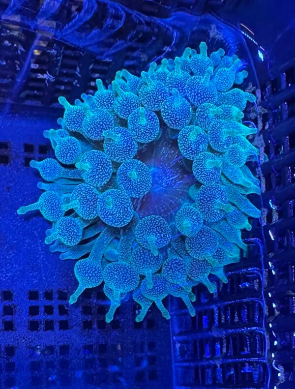 Green bubble tip anemone