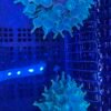 Green bubble tip anemone
