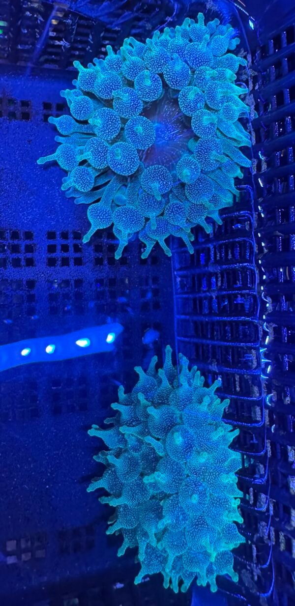 Green bubble tip anemone