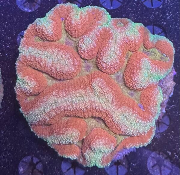 Symphyllia