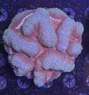 Symphyllia Coral