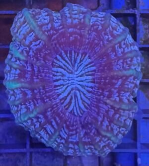 Cynarina coral