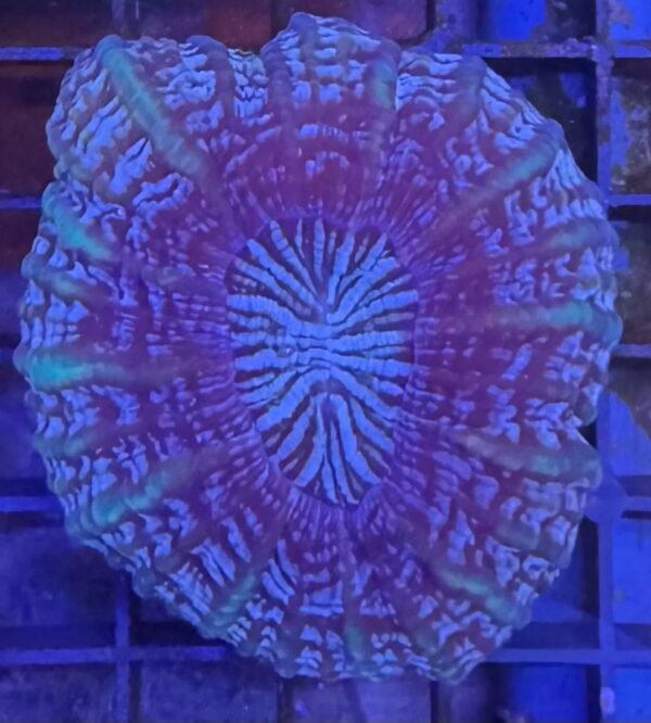 img_1680 Cynarina coral