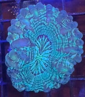 Cynarina coral