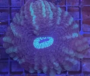 Cynarina coral