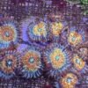 Salted argaze Zoa 5+ polyps