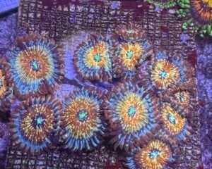 Salted argaze Zoa 5+ polyps