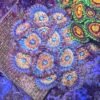 Salted argaze Zoa 5+ polyps