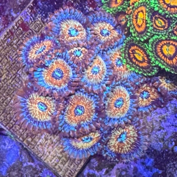 Salted argaze Zoa 5+ polyps