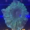 img_2398 Acanthophyllia
