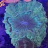 img_2473 Acanthophyllia