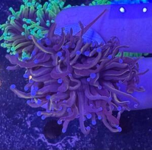 Indo gold Torch coral