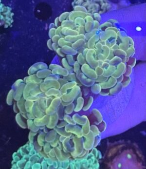 Double head Hammer coral