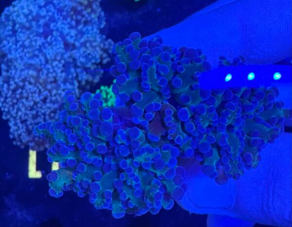 Bicolour frogspawn coral