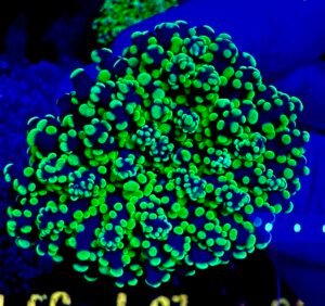 Bright yellow frogspawn coral