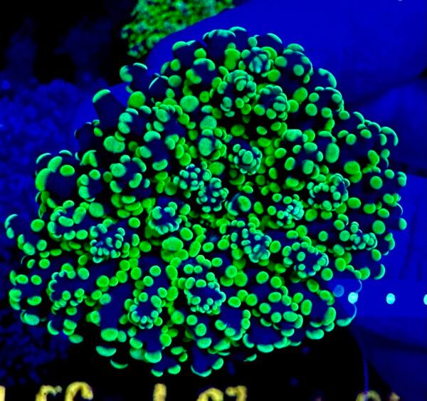 Bright yellow frogspawn coral