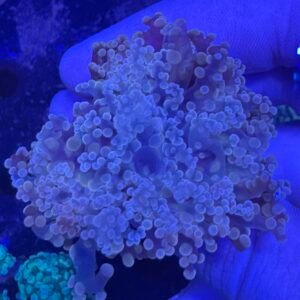 Pink frogspawn coral