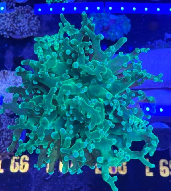 img_2524 Green frogspawn coral