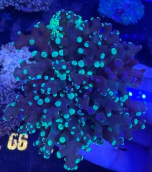 Splatter frogspawn coral