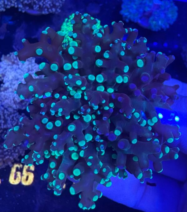 img_2528 Splatter frogspawn coral