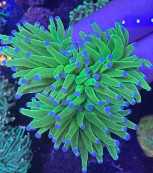 Holy grail Torch coral