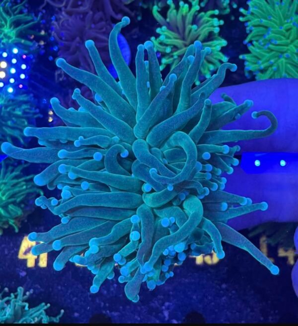 screenshot-2 Green blue tip Torch coral