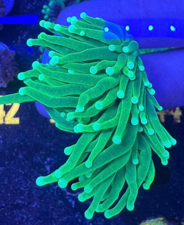 screenshot-4 Bright green Torch coral