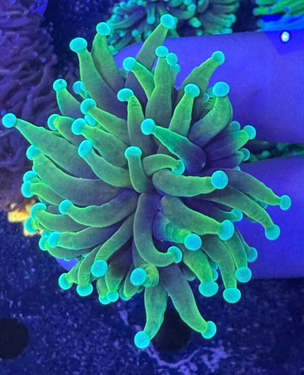 screenshot Hellfire Torch coral